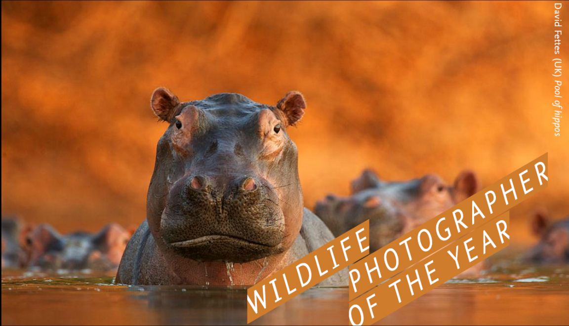 Wildlife Photographer of the Year 2011