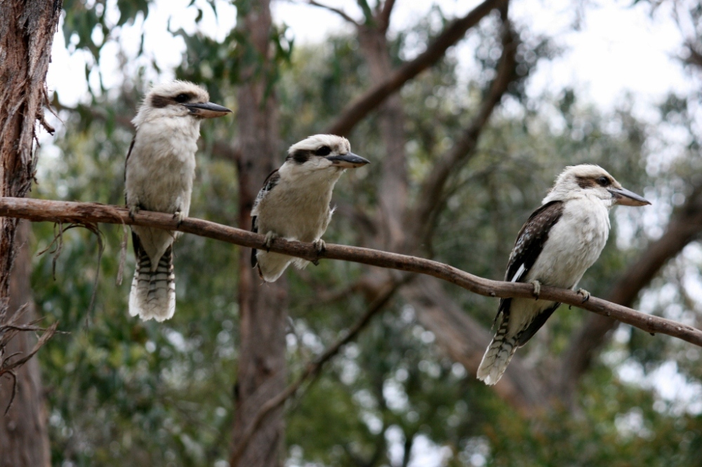 Kookaburra MacKenzie Falls Grampians Victoria Australiau