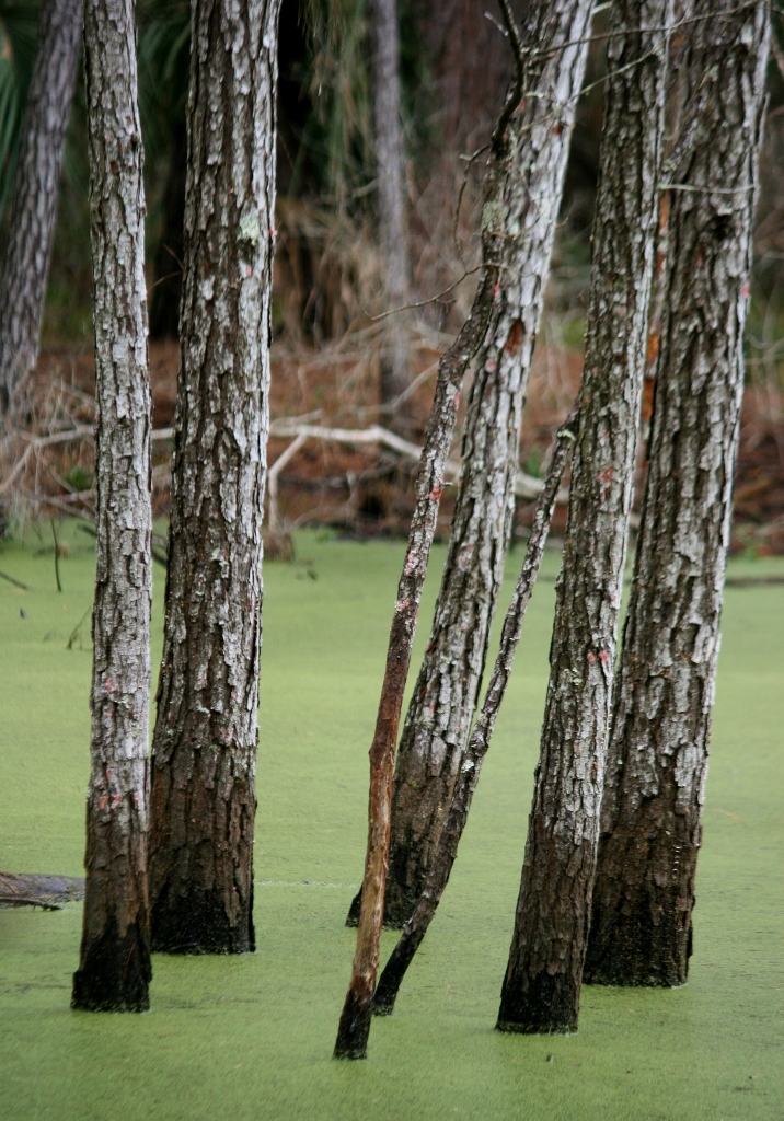 Swamp Trees Florida