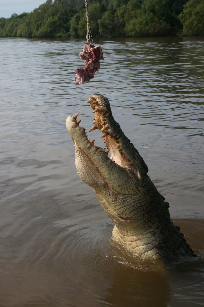 Hannibal Saltwater Crocodile Adelaide River NT Australia