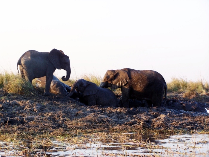 African Elephants mud bath Chobe NP Botswana