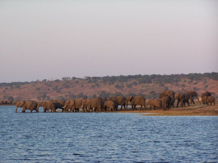 Elephants crossing river in Chobe NP Botswana