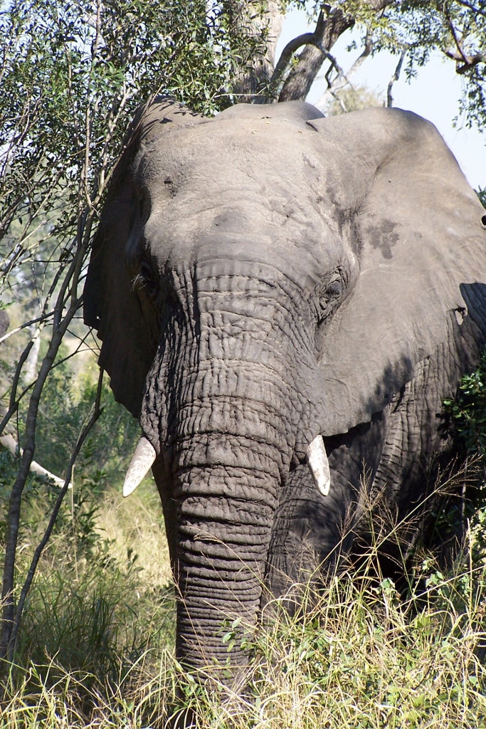 Bull African Elephant Kruger National Park South Africa