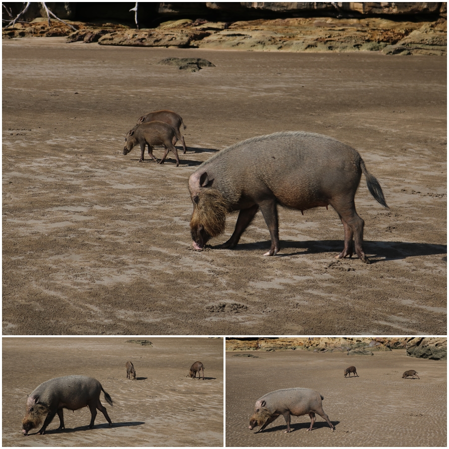 The Bornean Bearded Pigs were scouring the beach for fresh food after the tide had gone out - Bako National Park, Sarawak Malaysia (May 2018)