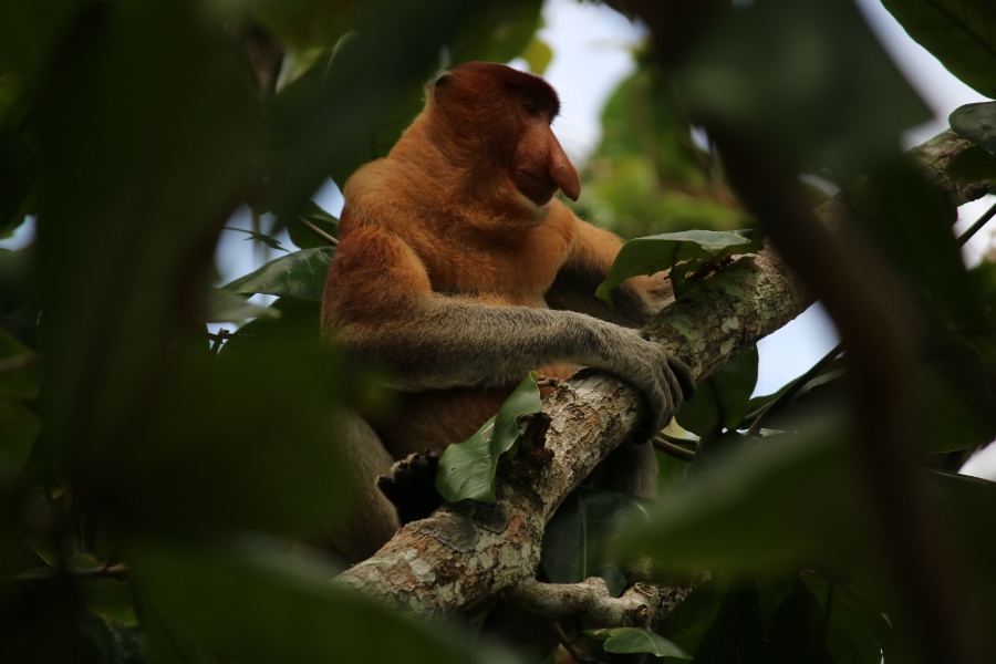 Proboscis Monkey - Bako National Park, Sarawak Malaysia (May 2018)