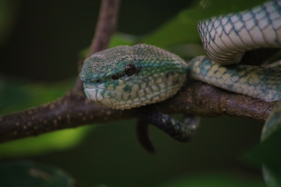 A Green Pit Viper in a low branch at Bako National Park, Sarawak Malaysia
